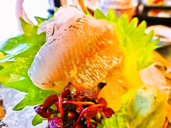 長良川天然鮎のお刺身