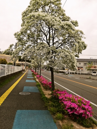 なんじゃもんじゃ (>_<)