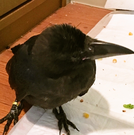 カラス