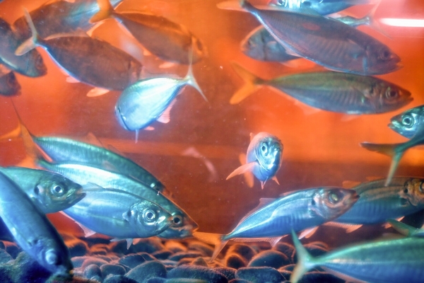 活魚