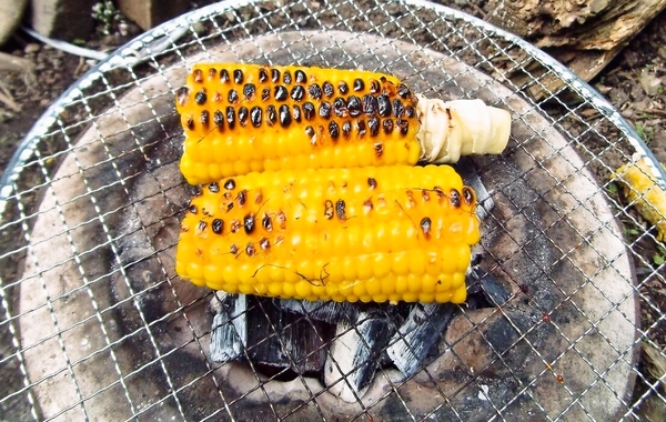 七輪で焼きモロコシ