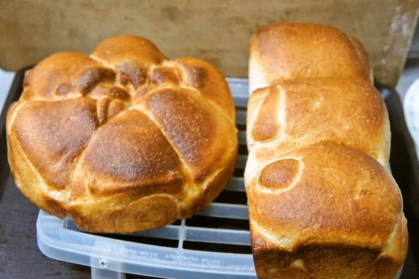 ミルクパン