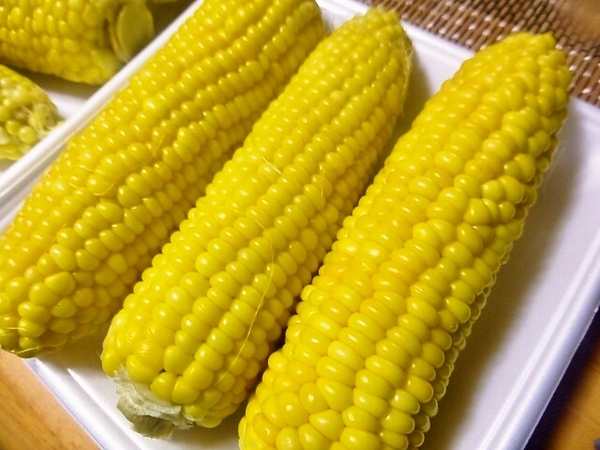 朝捕りトウモロコシ美味しいよ～～