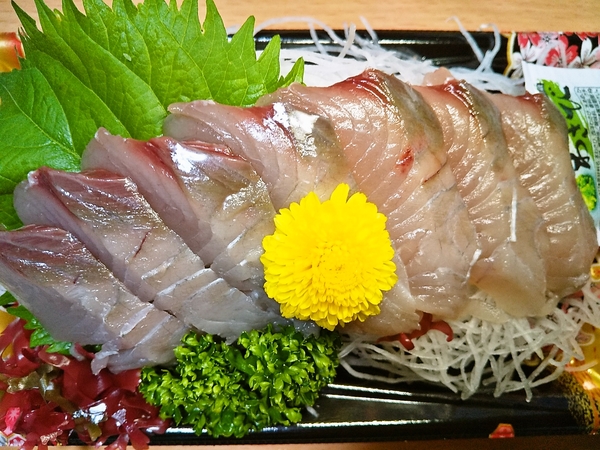 鰆の幼魚のサゴチ