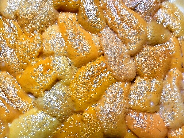 北海道利尻島エゾバフンウニ