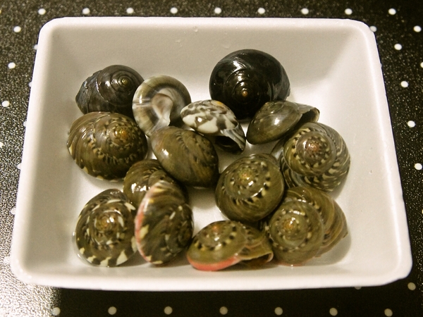 マイゴ(ナガラミ)