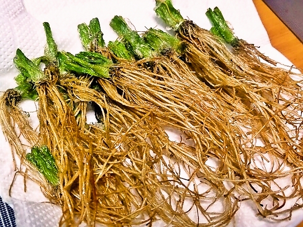 春の息吹　「セリの根っこを唐揚げに♪」