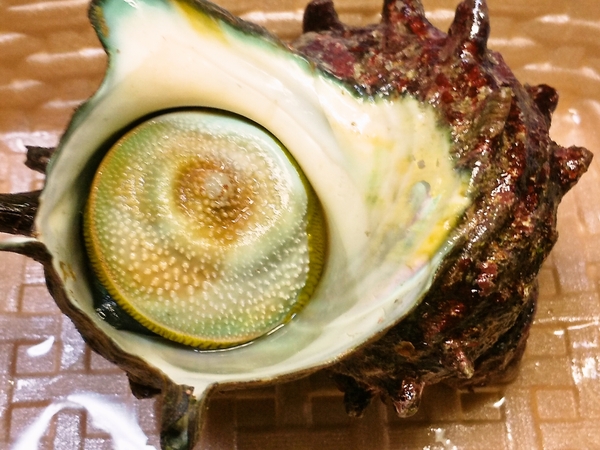 サザエでございまーす